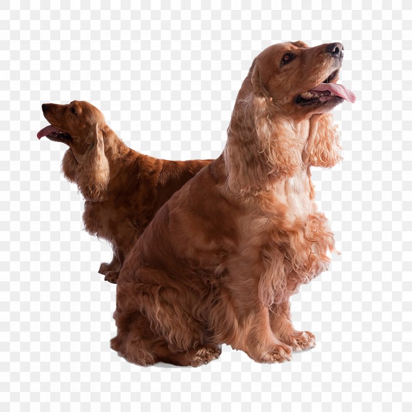 English Cocker Spaniel English Springer Spaniel American Cocker Spaniel Cocker Spaniel Inglxe9s, PNG, 4000x4000px, English Cocker Spaniel, American Cocker Spaniel, Animal, Boykin Spaniel, Carnivoran Download Free