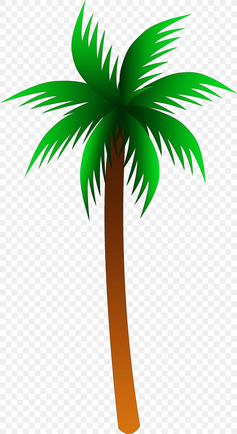 Palm Tree, PNG, 1641x3000px, Green, Arecales, Coconut, Elaeis, Leaf Download Free