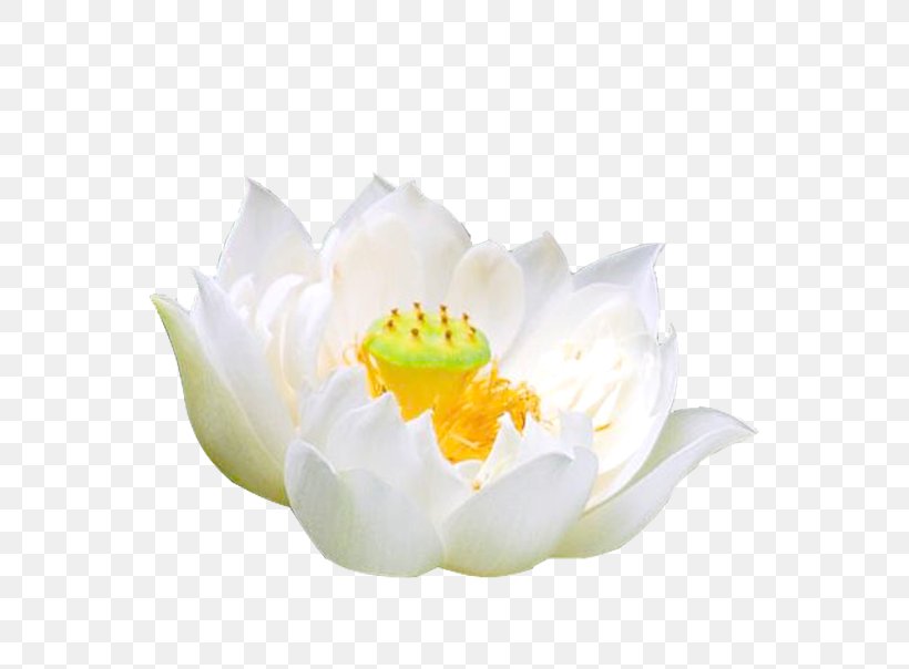 Pygmy Water-lily Nymphaea Alba White, PNG, 551x604px, Pygmy Waterlily, Animation, Designer, Flower, Flowering Plant Download Free