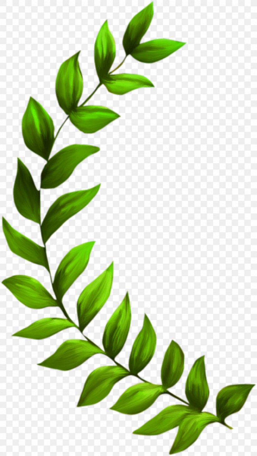 Seagrass Plant Seaweed Clip Art, PNG, 1078x1911px, Seagrass, Algae, Aquatic Plants, Branch, Coral Download Free