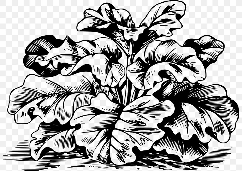 Garden Rhubarb Rhizome Clip Art, PNG, 800x582px, Garden Rhubarb, Art, Black And White, Drawing, Fictional Character Download Free
