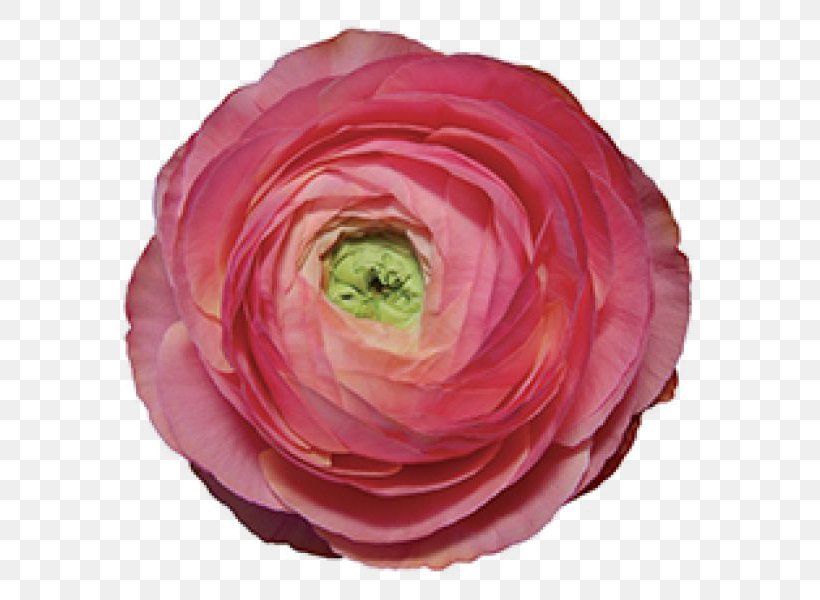 Garden Roses Buttercup Cut Flowers Petal, PNG, 600x600px, Garden Roses, Buttercup, Buttercups, Cabbage Rose, Camellia Download Free