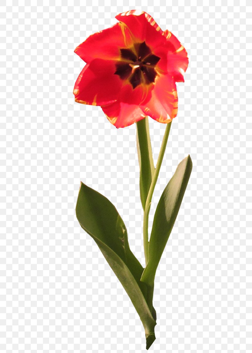 Jersey Lily Cut Flowers Tulip Belladonna Plant Stem, PNG, 800x1150px, Jersey Lily, Amaryllis, Amaryllis Belladonna, Amaryllis Family, Belladonna Download Free