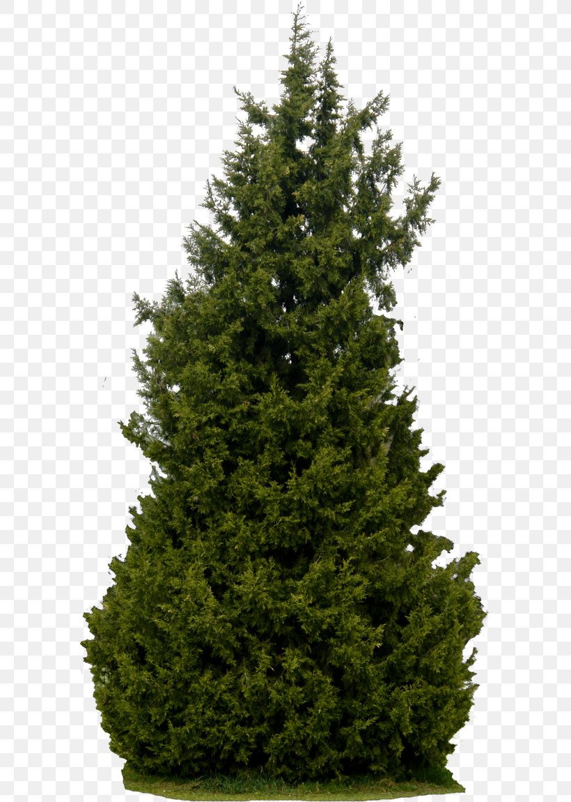 Tree Shrub, PNG, 600x1150px, Tree, Biome, Christmas Decoration, Christmas Tree, Clipping Path Download Free