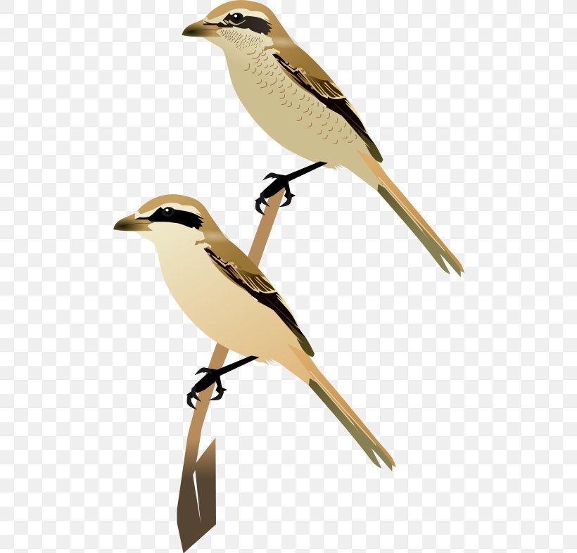 Wren Fauna Cuckoos Beak Feather, PNG, 500x786px, Wren, Beak, Bird, Cuckoos, Cuculiformes Download Free