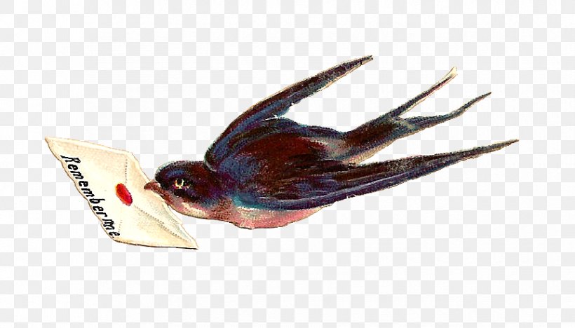 Bird Columbidae Swallow Wing King Pigeon, PNG, 863x493px, Bird, Animal, Beak, Bluebird, Columbidae Download Free