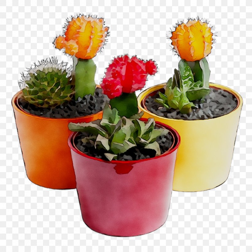 Flower, PNG, 1035x1035px, Flower, Annual Plant, Cactus, Flowering Plant, Flowerpot Download Free