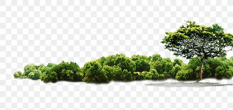 Tree Jungle, PNG, 896x422px, Tree, Brand, Evergreen, Fir, Forest Download Free