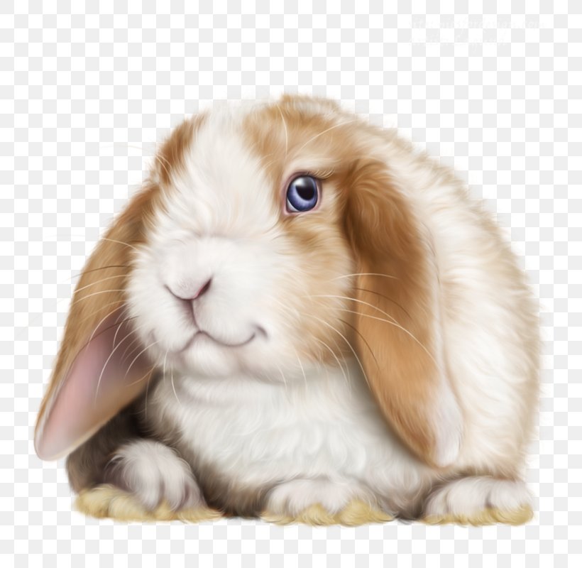 Angora Rabbit Domestic Rabbit Leporids Dutch Rabbit, PNG, 800x800px, Angora Rabbit, Animal, Domestic Rabbit, Dutch Rabbit, Ear Download Free