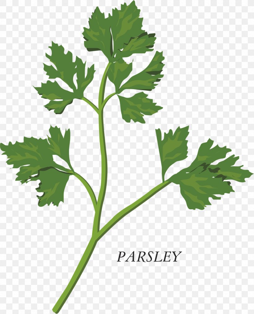 Herb Parsley Clip Art, PNG, 982x1215px, Herb, Art, Basil, Branch, Coriander Download Free