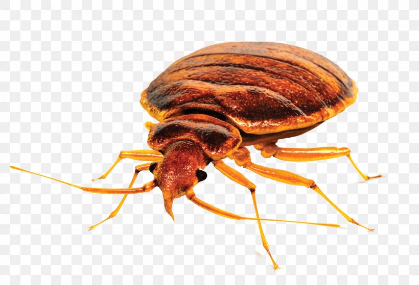 Insect Bed Bug Control Techniques Pest Control Bed Bug Bite, PNG, 2200x1500px, Insect, Arthropod, Bed, Bed Bug, Bed Bug Bite Download Free