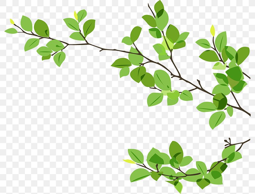 Leaves Background, PNG, 792x624px, Twig, Branch, Flower, Gum Trees ...
