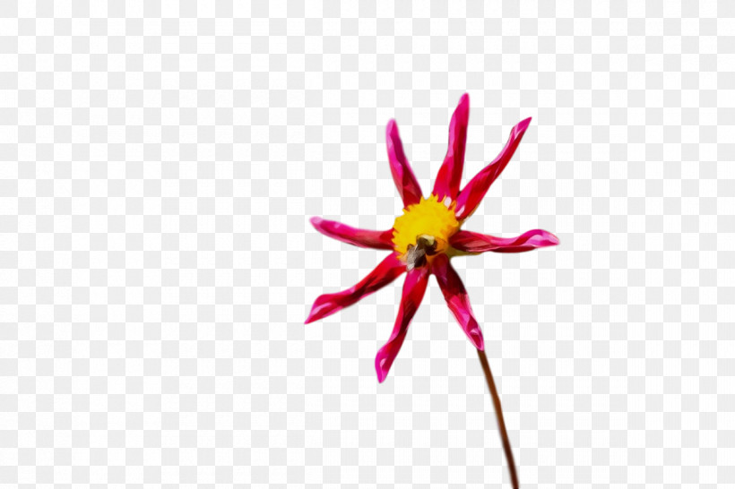 Plant Stem Flower Insect Petal Flora, PNG, 1200x800px, Watercolor, Closeup, Flora, Flower, Geometry Download Free