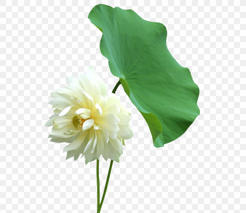 Nelumbo Nucifera Leaf Cut Flowers Petal, PNG, 1500x1300px, Nelumbo Nucifera, Aquatic Plant, Artificial Flower, Cut Flowers, Flower Download Free