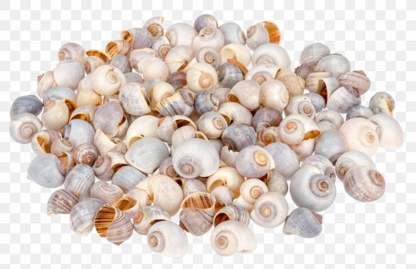 Pila Globosa Seashell Gastropod Shell Gastropods, PNG, 1200x776px, Pila, Amazoncom, Ampullariidae, Bivalvia, Burgundy Snail Download Free