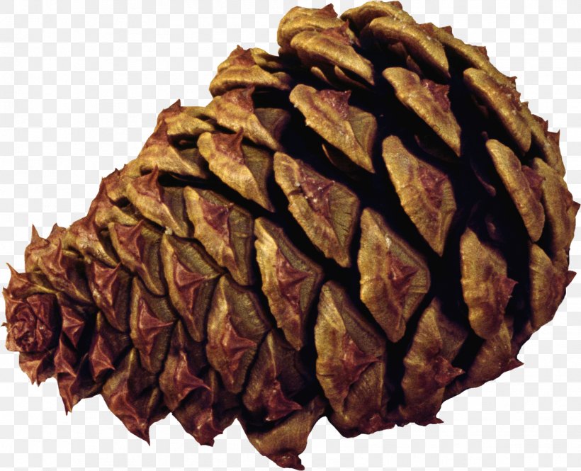 Pine Spruce Conifer Cone Tree, PNG, 1912x1552px, Conifer Cone, Blog, Conifers, Material, Pine Download Free