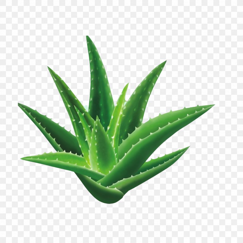 Aloe Vera Seed Houseplant Gel, PNG, 2953x2953px, Aloe Vera, Aloe, Aloe Emodin, Ayurveda, Chlorophytum Comosum Download Free