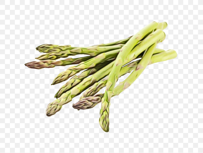 Asparagus Plant Vegetable Food Prussian Asparagus, PNG, 621x621px, Watercolor, Asparagus, Food, Paint, Plant Download Free