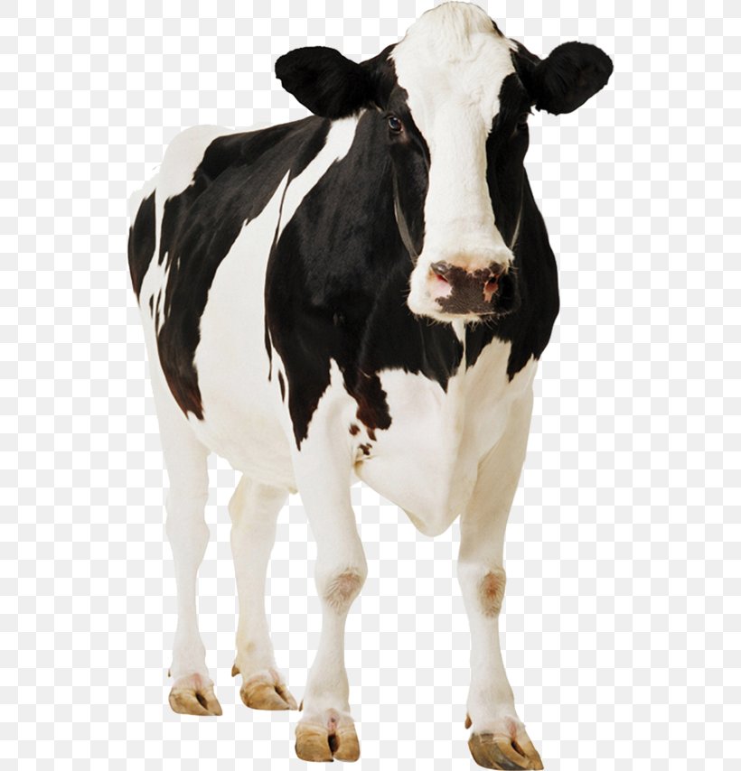 Cow Background, PNG, 540x854px, Holstein Friesian Cattle, Animal Figure, Bovine, Bull, Calf Download Free