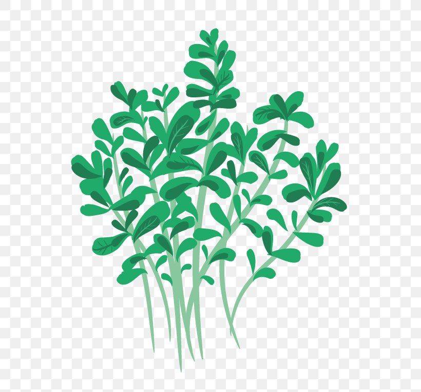 Greenify Oregano Stuffing Herb Leaf Vegetable, PNG, 567x765px, Oregano, Branch, Centimeter, Copenhagen, Grass Download Free