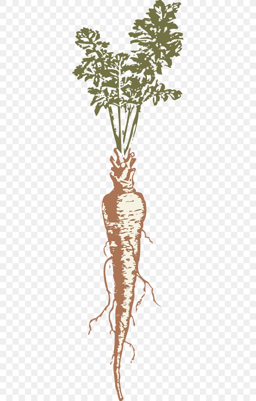 Root Vegetables Parsnip Clip Art, PNG, 640x1280px, Vegetable, Branch, Drawing, Flora, Flowering Plant Download Free