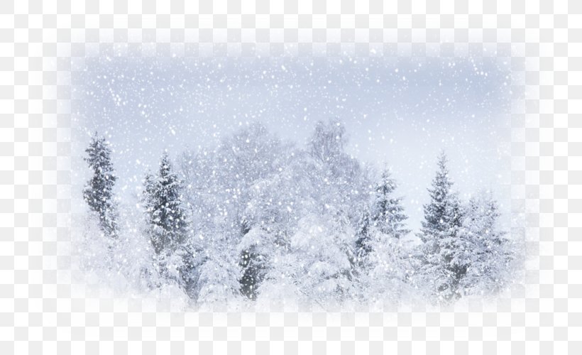 Snow Weather Winter Storm Blizzard, PNG, 800x500px, Snow, Blizzard, Branch, Cold, Conifer Download Free