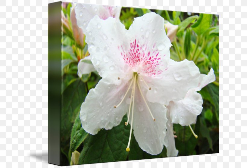 Azalea Rhododendron Floral Design Flower Landscape Design, PNG, 650x560px, Azalea, Annual Plant, Art, Ericales, Floral Design Download Free