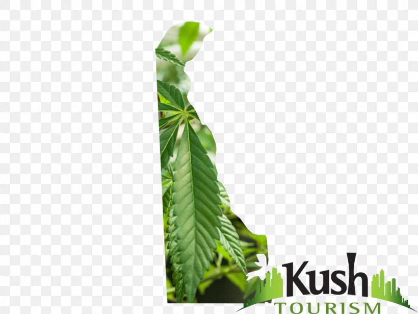 Leaf Plant Stem Hemp Tree, PNG, 1024x768px, Leaf, Grass, Hemp, Plant, Plant Stem Download Free