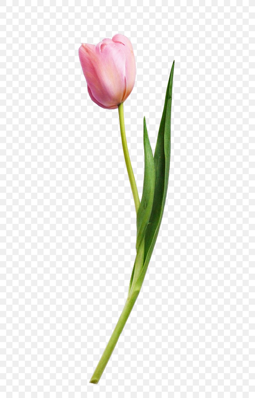 Tulip Flower Plant, PNG, 503x1280px, Tulip, Bud, Cut Flowers, Designer, Flower Download Free