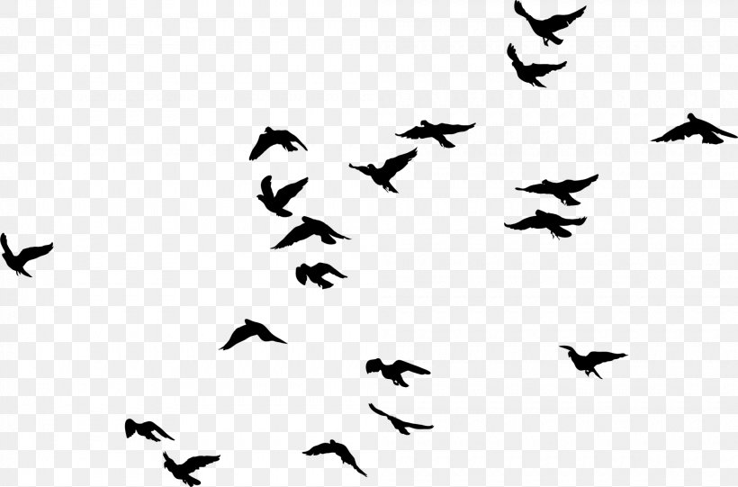 Black Birds, PNG, 2000x1321px, Bird, Beak, Bird Flight, Bird Migration, Black Download Free