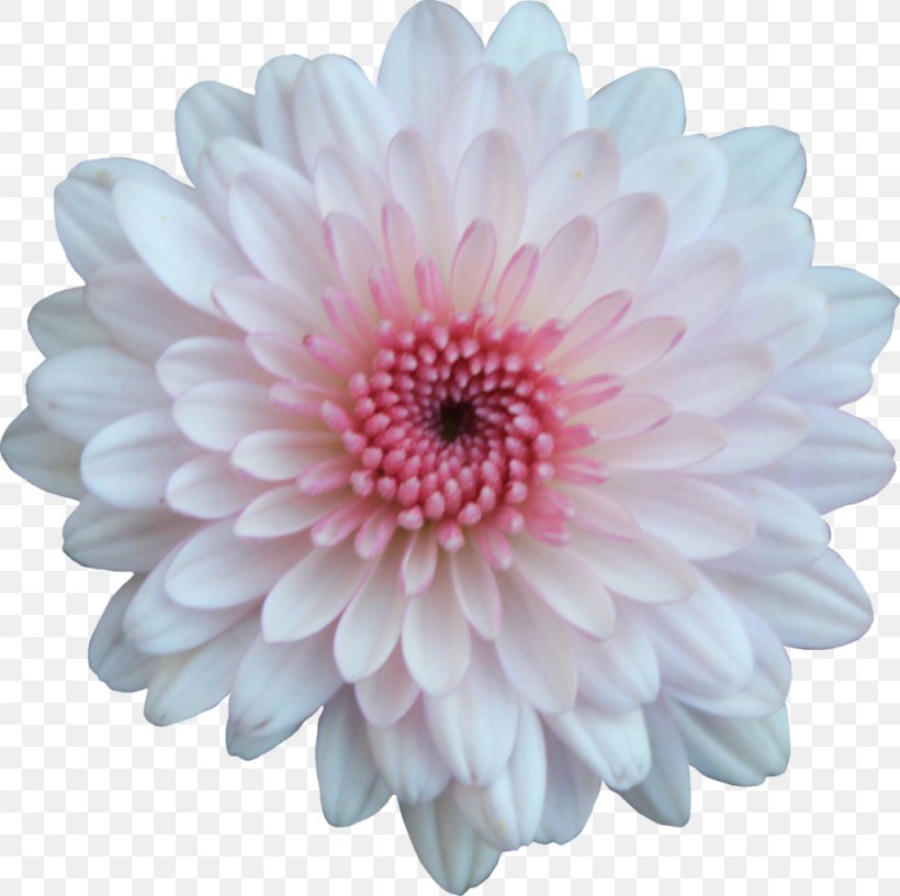 Chrysanthemum Flower Transvaal Daisy, PNG, 1024x1020px, Chrysanthemum, Asterales, Chrysanths, Cut Flowers, Dahlia Download Free
