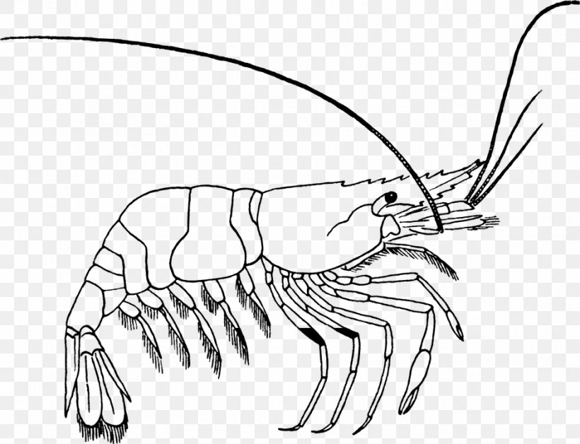 Coloring Book Drawing Shrimp Clip Art, PNG, 939x720px, Coloring Book, Artwork, Black And White, Cartoon, Child Download Free