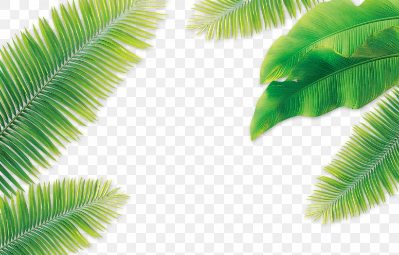 Leaf Coconut Arecaceae, PNG, 1900x1218px, Leaf, Arecaceae, Arecales, Coconut, Grass Download Free