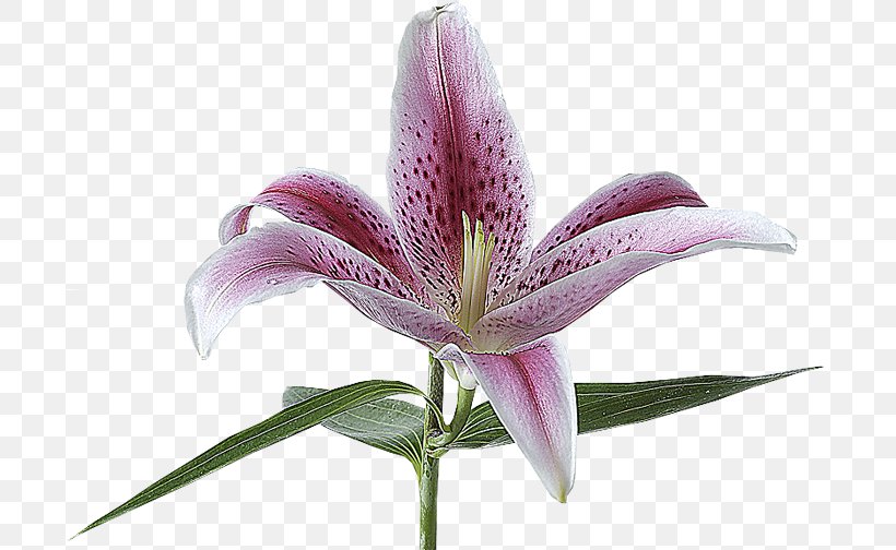 Lilium Flower Lily 'Stargazer' Alentejo Mkulima Young, PNG, 700x504px, Lilium, Alentejo, Ap Biology, Biology, Flower Download Free