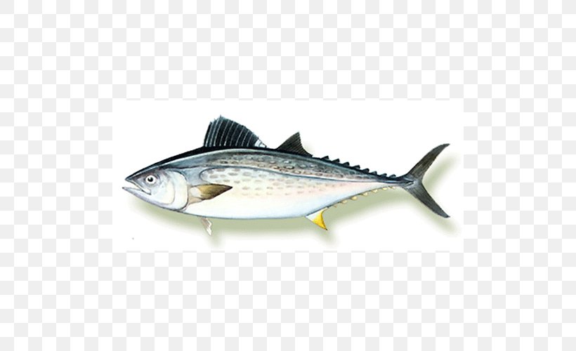 Mackerel Fish Products Sardine Oily Fish 09777, PNG, 500x500px, Mackerel, Anchovy, Bonito, Bony Fish, Fin Download Free