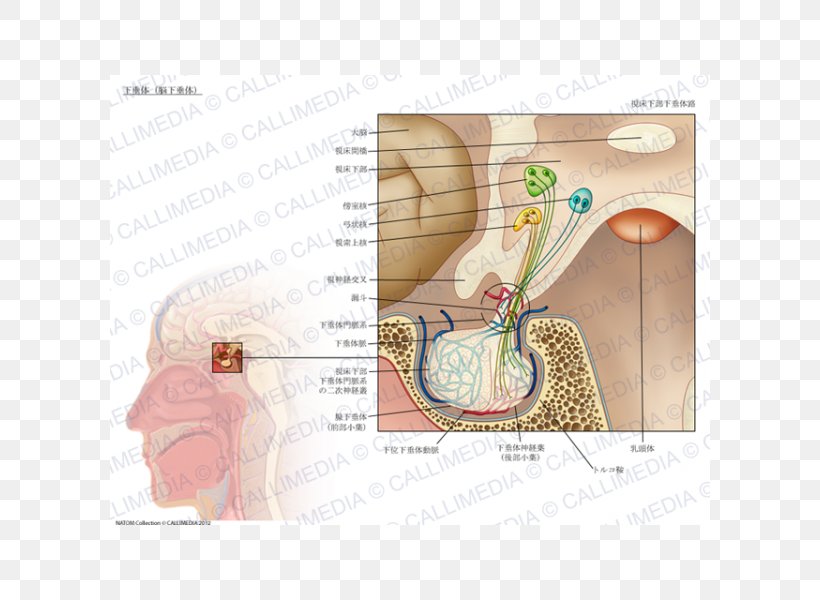 Pituitary Gland Anatomy Endocrine Gland Infundibulum Of Uterine Tube, PNG, 600x600px, Watercolor, Cartoon, Flower, Frame, Heart Download Free