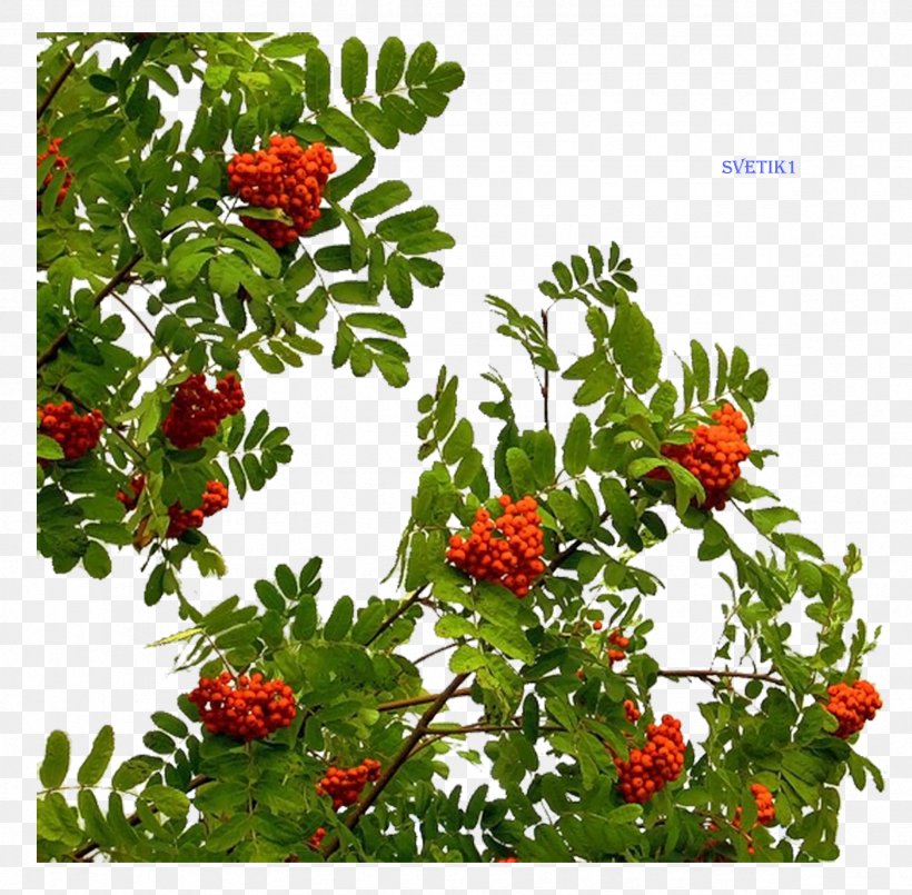 Tree Branch Clip Art, PNG, 2362x2321px, Tree, Berry, Branch, Evergreen, Flower Download Free