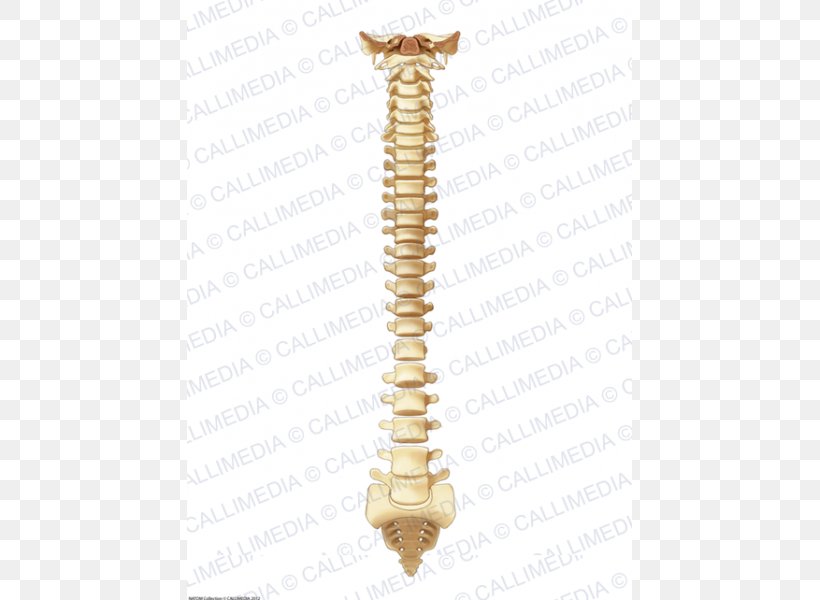 Vertebrate Vertebral Column Bone Anatomy, PNG, 600x600px, Vertebrate, Anatomy, Bone, Brass, Dorsum Download Free