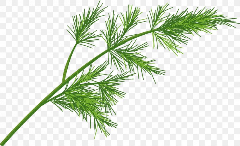 Clip Art Herb Vector Graphics Stock Photography Illustration, PNG, 1200x734px, Herb, American Larch, Dill, Drawing, Flower Download Free