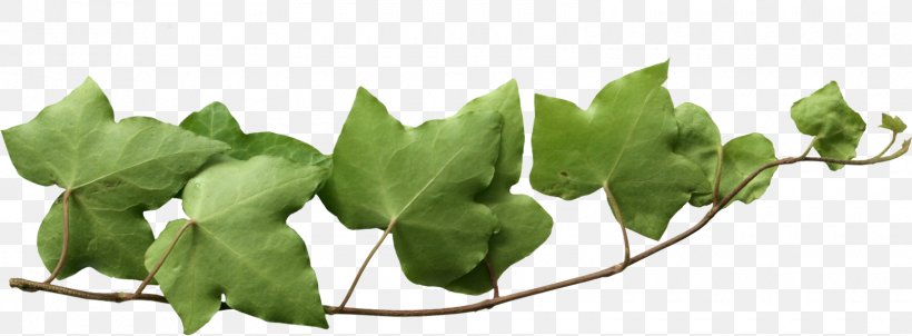 Common Ivy Vine Bindweeds Clip Art, PNG, 1600x591px, Common Ivy, Branch, Ivy, Leaf, Plant Download Free