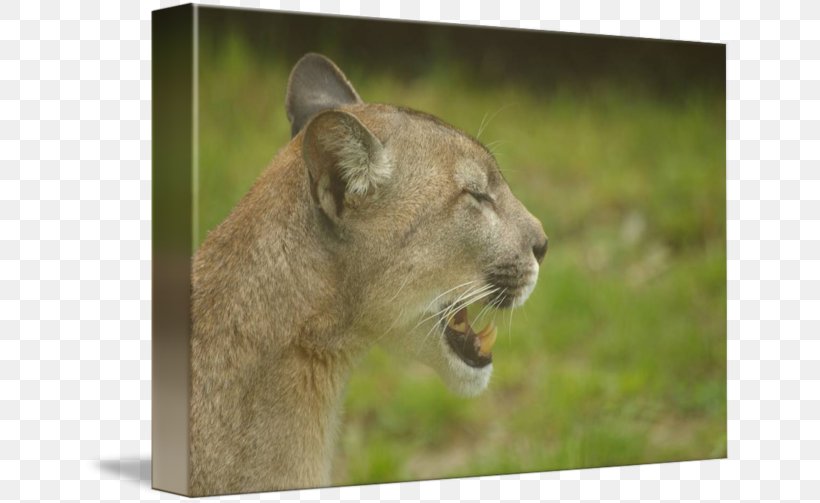 Cougar Lion Whiskers Big Cat, PNG, 650x503px, Cougar, Animal, Big Cat, Big Cats, Carnivoran Download Free
