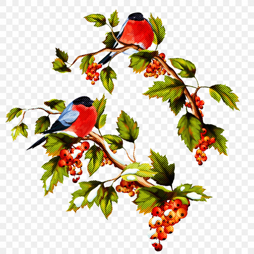 Holly, PNG, 2222x2222px, Plant, Berry, Bird, Branch, Chinese Hawthorn Download Free