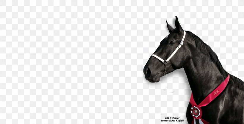 Horse Harnesses Horse Tack Mustang Stallion Rein, PNG, 980x500px, Horse Harnesses, Animal, Bit, Bridle, Dog Harness Download Free