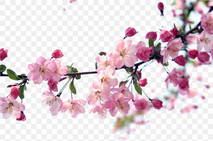 Plum Blossom Download Icon, PNG, 1024x682px, Plum Blossom, Blossom, Branch, Cherry, Cherry Blossom Download Free