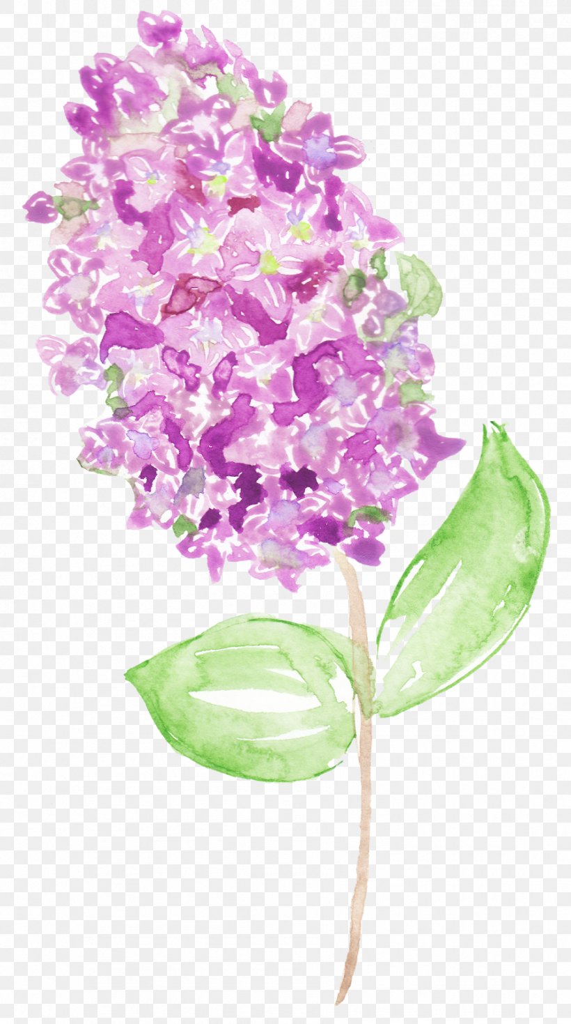 Watercolor Painting Image Flower Vector Graphics, PNG, 893x1600px, Watercolor Painting, Cooktown Orchid, Cut Flowers, Dendrobium, Flower Download Free