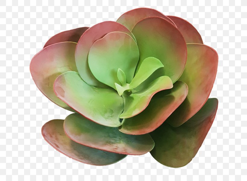 Succulent Plant Geraniums Flowerpot, PNG, 800x600px, Succulent Plant, Artificial Flower, Flower, Flower Bouquet, Flowerpot Download Free