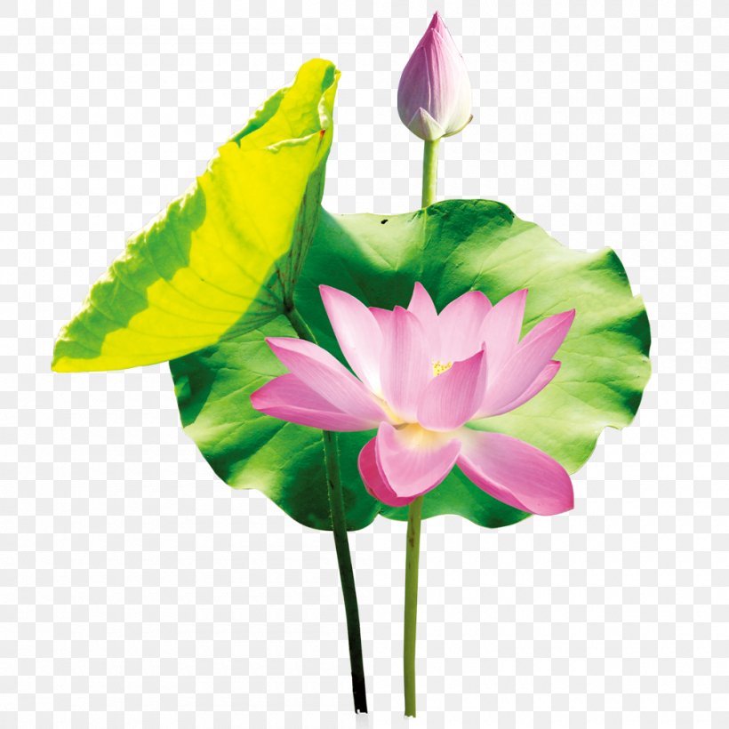 China Nelumbo Nucifera Lotus Effect, PNG, 1000x1000px, China, Aquatic Plant, Artificial Flower, Bud, Cut Flowers Download Free