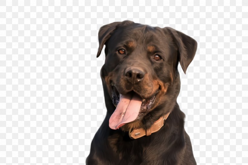 Dog Dog Breed Rottweiler Labrador Retriever Sporting Group, PNG, 2448x1632px, Dog, Dog Breed, Labrador Retriever, Rottweiler, Snout Download Free