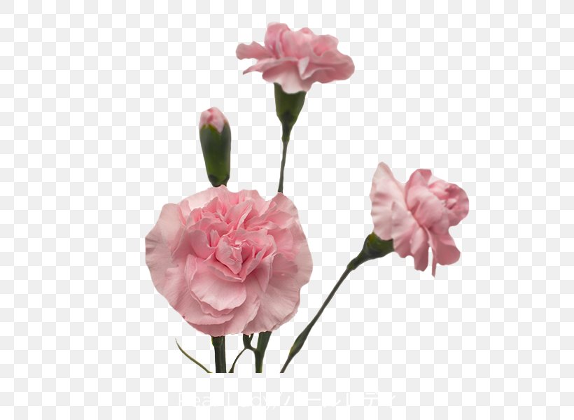 Garden Roses Carnation Cut Flowers Pink, PNG, 600x600px, Garden Roses, Artificial Flower, Carnation, Centifolia Roses, Colibri Group Download Free