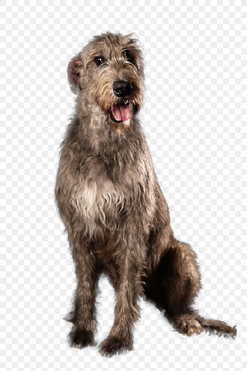 Irish Terrier Irish Wolfhound Scottish Deerhound Glen Pumi Dog, PNG, 1500x2250px, Irish Terrier, Bread Pan, Breed, Carnivoran, Dog Download Free